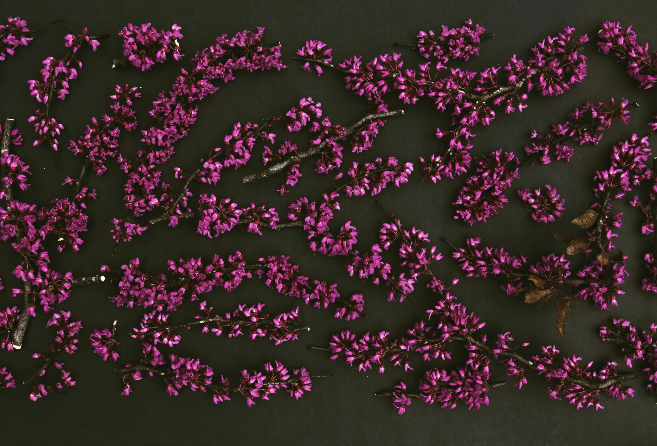 flower wide 3