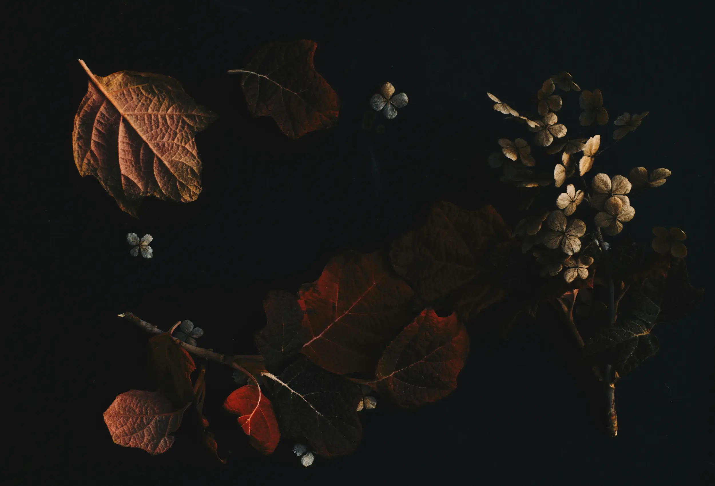 flower wide 1