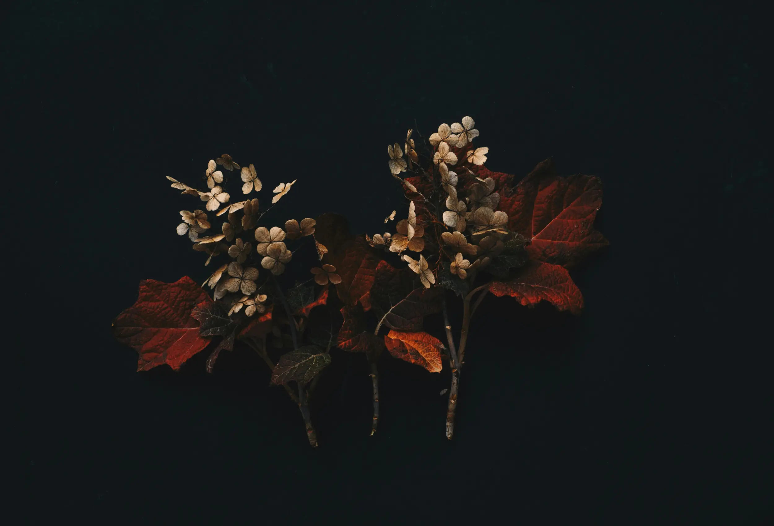 flower wide 1